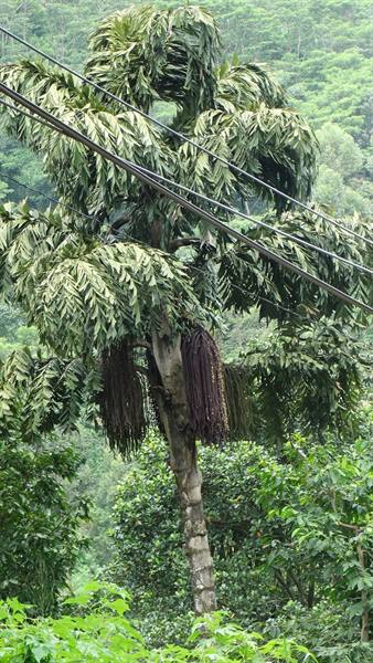 Palm tree with dark hanging fruits among power lines, lush tropical forest