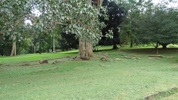Kandy, botanical garden