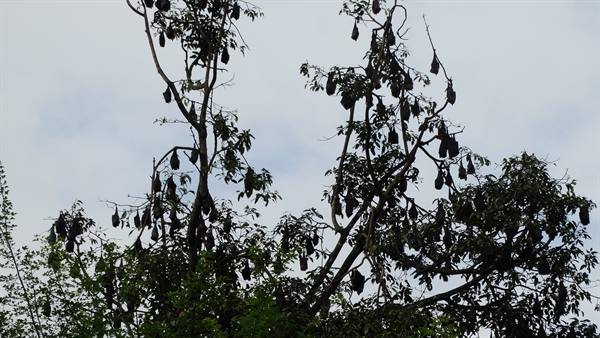Kandy, botanical garden
