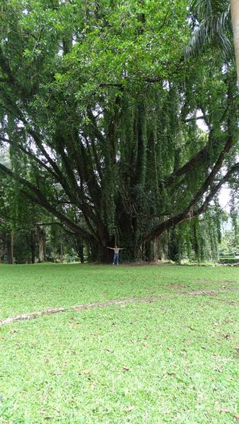 Kandy, botanical garden