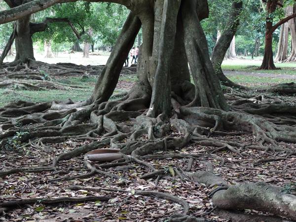 Kandy, botanical garden