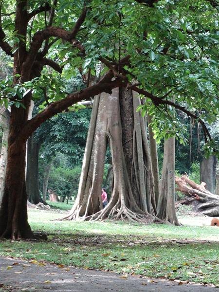 Kandy, botanical garden