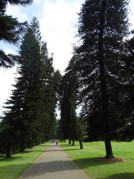 Kandy, botanical garden