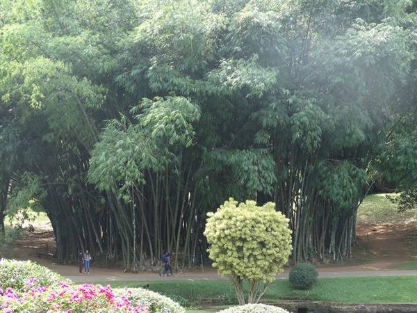 Kandy, botanical garden
