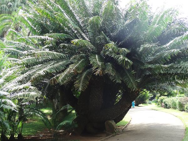 Kandy, botanical garden