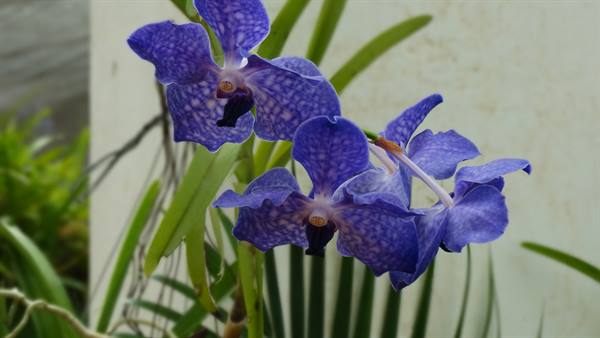 Kandy, botanical garden