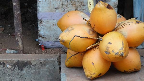 Fruit, the king coconut