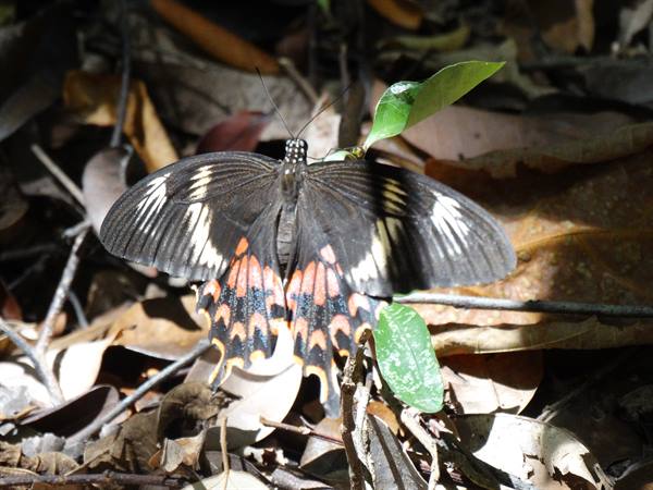 The land of butterflies