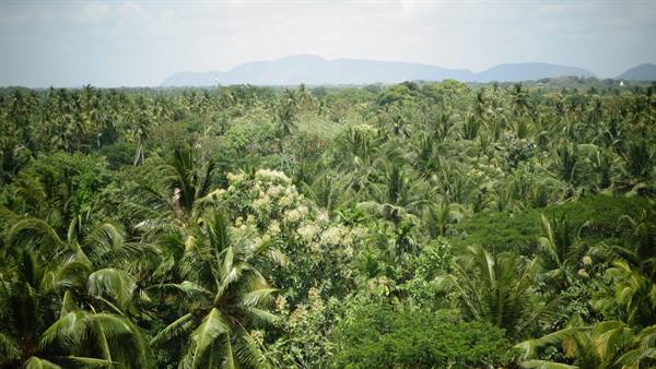 Jungle