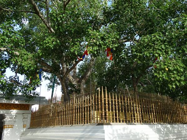 Anuradhapura, Sacred Bo Tree