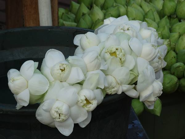Anuradaphura