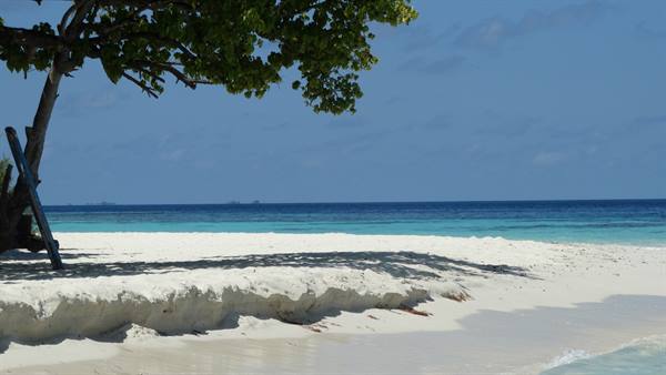Tree shading white sand beach, turquoise sea and clear blue sky