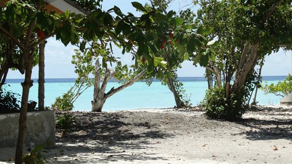 Tropical beach with white sand, green trees and turquoise water under the sun