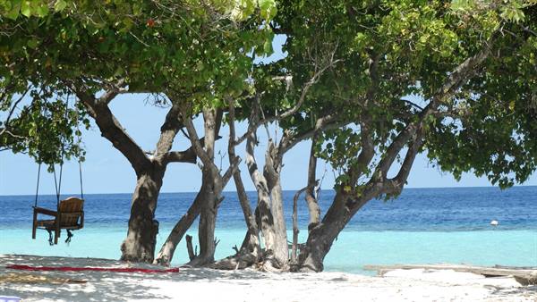 Wooden swing hanging from a tree on white sand by turquoise sea