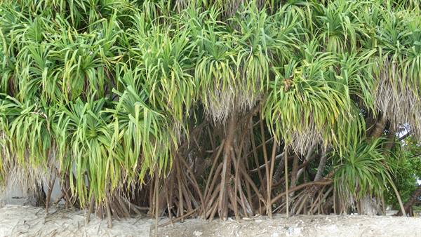Pandanus tree with stilt aerial roots on white sand, long green leaves