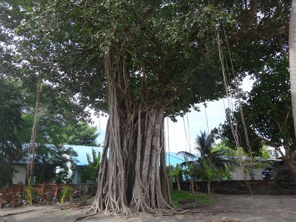 Giant banyan tree with aerial roots on a tropical beach