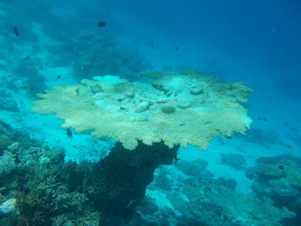 Table coral underwater in turquoise water with small fish around