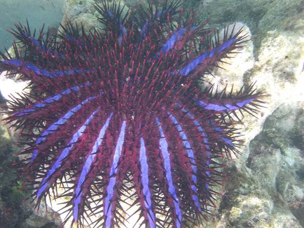 Purple and red crown-of-thorns starfish on underwater coral reef