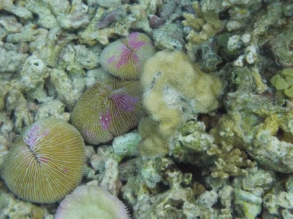Round mushroom corals with pink and green stripes on rocky seabed