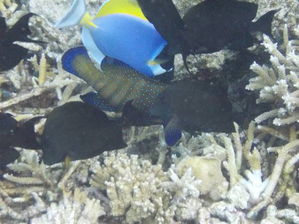 Blue and yellow surgeonfish among dark fish over branching coral