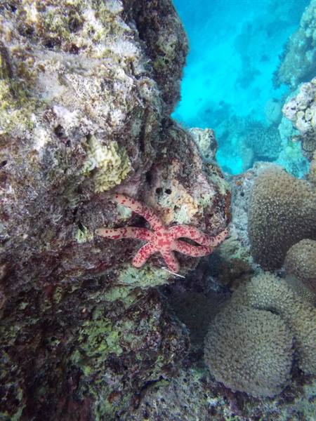 Red spotted starfish on coral rock, turquoise water in the background