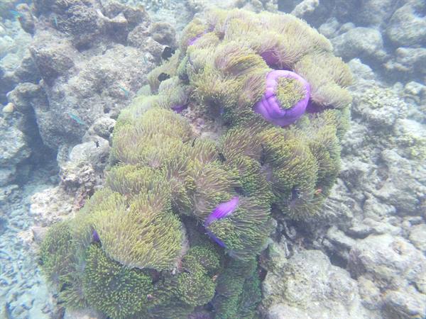 Green and purple anemones underwater among coral reef rocks