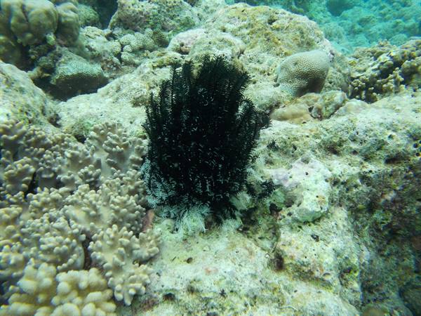 Black crinoid among pale corals on rocky seabed in underwater light