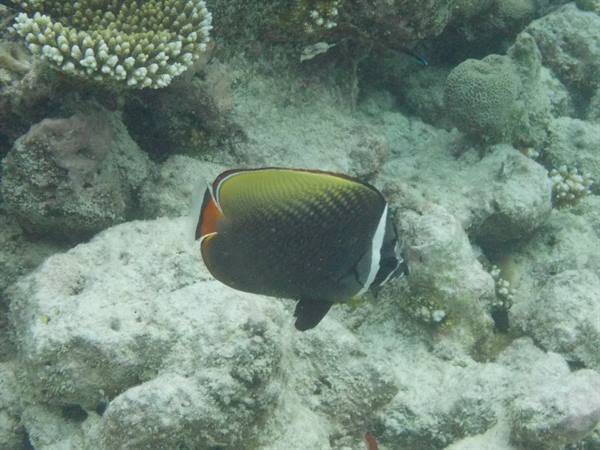 Dark-spotted butterflyfish swims among white coral and rocks