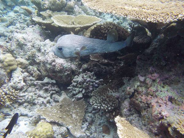 {"it": "Pesce palla among corals underwater", "en": "Porcupinefish swimming among table corals on shallow reef"}
Wait, Italian must be Italian: {"it": "Pesce palla tra coralli in acque basse", "en": "Porcupinefish swimming among table corals on shallow reef"}