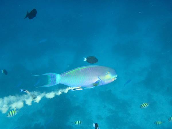 Parrotfish swims in turquoise water leaving a sand cloud trail