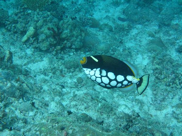 Clown triggerfish swims over coral and white sand seabed