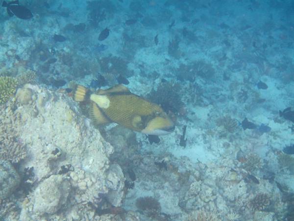 Giant triggerfish swimming among corals over sandy seabed, blue light