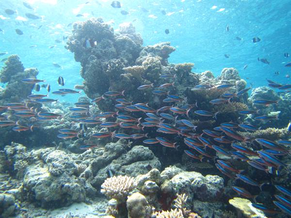 School of blue and orange fish swimming among stony corals underwater
