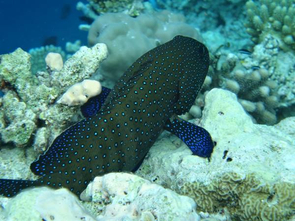 Blue-spotted grouper swims among white corals on the reef