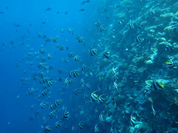 School of bannerfish swimming beside the coral reef in blue water