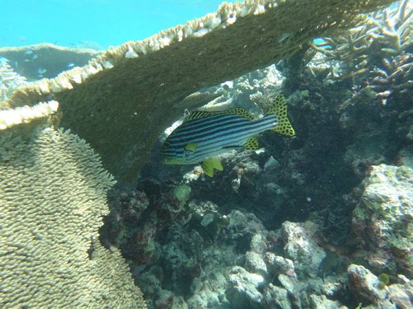 Oriental sweetlips fish with black stripes swims among underwater corals