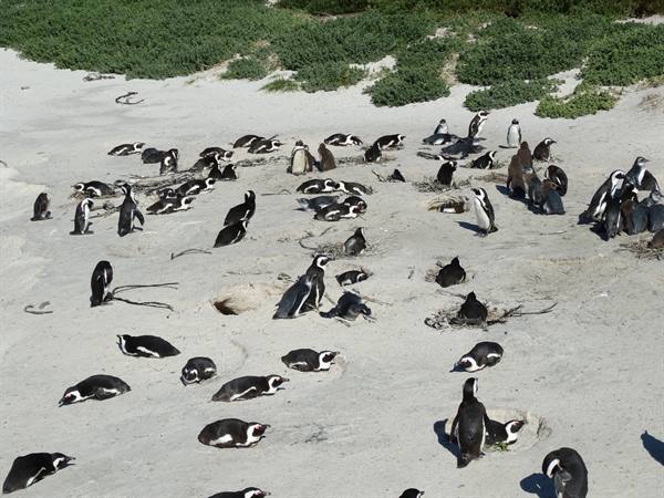 Simon's Town
