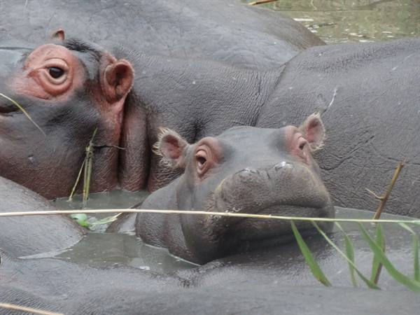 iSimangaliso
