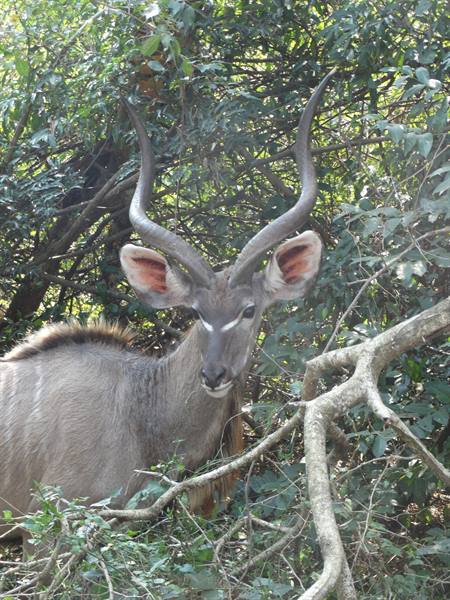 iSimangaliso