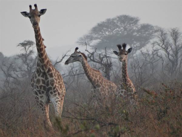 Tembe