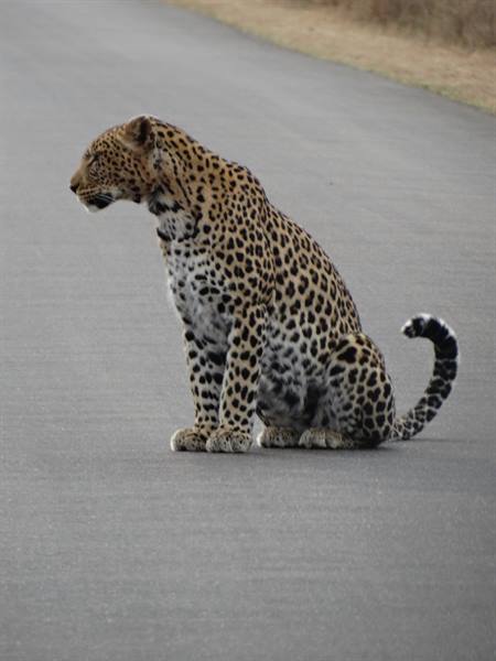 Kruger