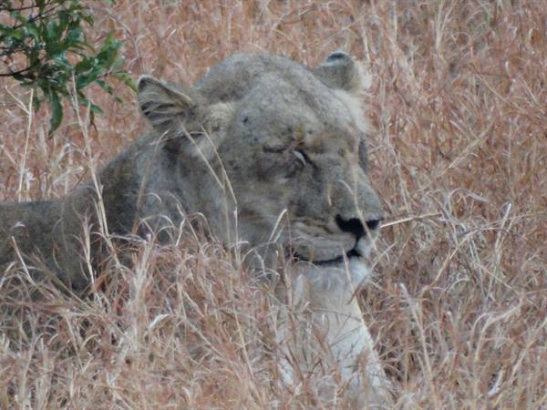 Kruger