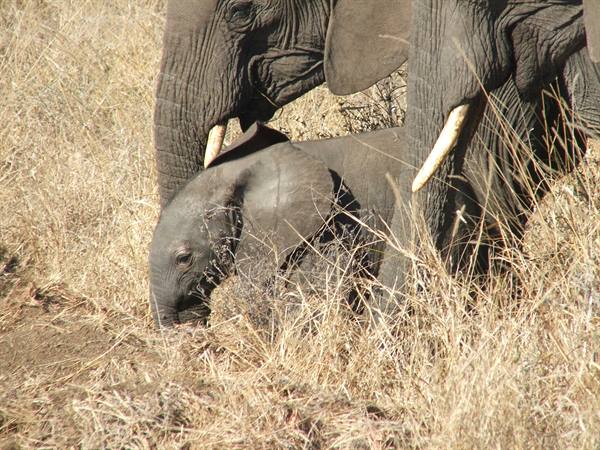 .elephants...