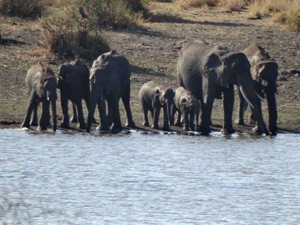 ..elephants...