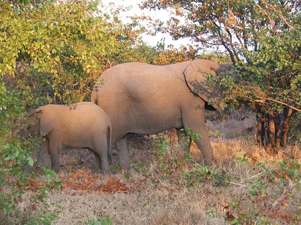 ..elephants...