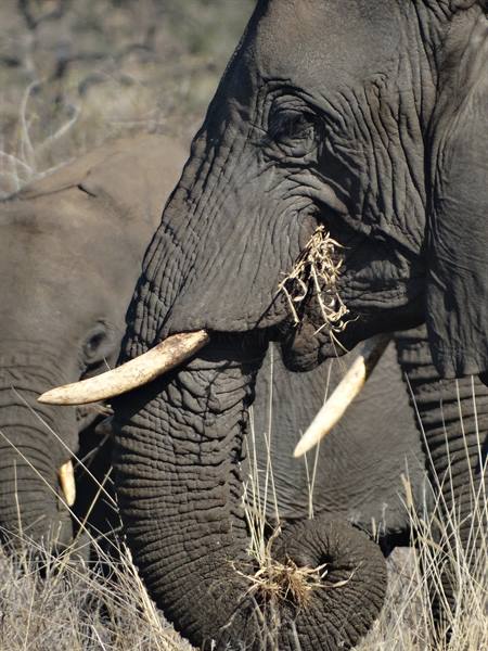 ..elephants...
