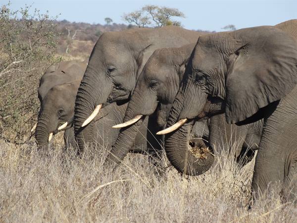 ..elephants...
