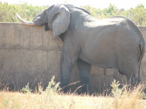 ..the matriarch.
