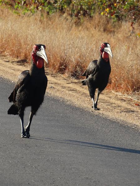 The ground hornbills