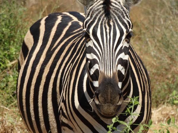 Zebra!